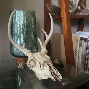 Rustic Antler Buck Skull Decor in Cream
